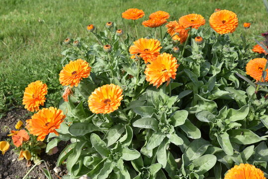 Calendula&nbsp;officinalis&nbsp;au&nbsp;jardin