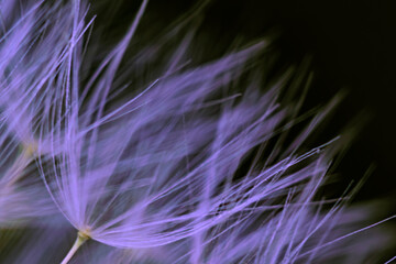 Dandelion seed bristle macro photo © Nature Photo