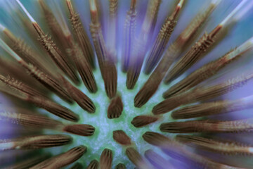 Dandelion receptacle with fruit macro image © Nature Photo