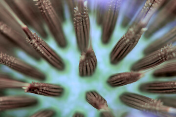 Dandelion seed head fruit macro photo © Nature Photo