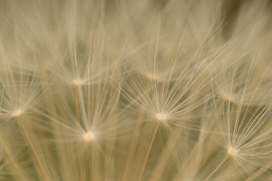 Dandelion seed bristles macro image