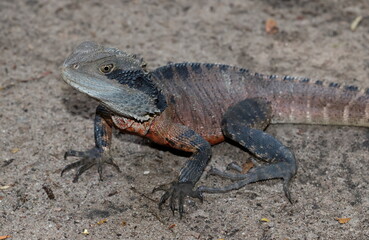 Fototapeta premium Male eastern water dragon Intellagama lesueurii lesueurii. Grand Canyon. Blue Mountains National Park. New South Wales. Australia.