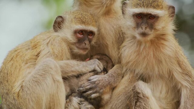 A family group of vervet monkeys huddles together on a branch while the mother holds her tiny nursing infant and another monkey grooms the baby in a display of social bonding and care.
