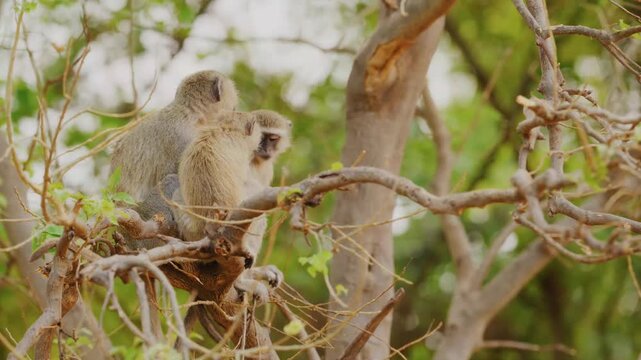 A family group of vervet monkeys huddles together on a branch while the mother holds her tiny nursing infant and another monkey grooms the baby in a display of social bonding and care.
