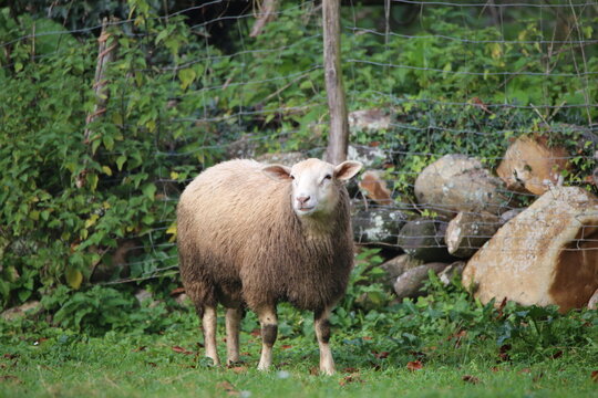 Oveja