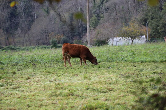 Vaca