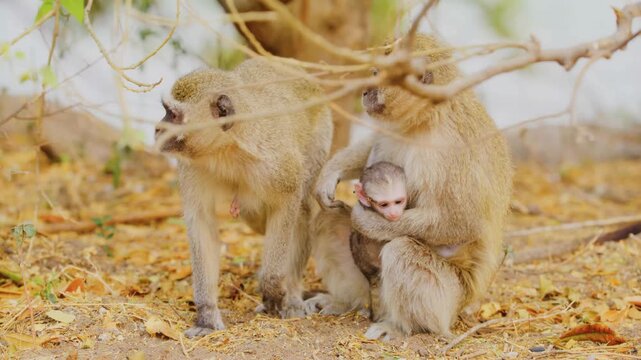 A protective female vervet monkey sits on a thick wooden branch within a lush green canopy while cradling her small infant closely to her chest during a calm moment in the african wilderness.