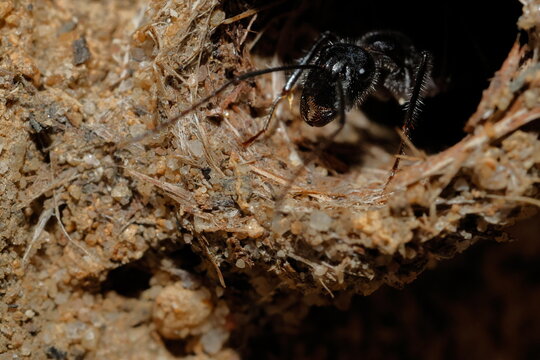 Carpenter ant Camponotus sp at the entrance to its anthill. Blue Mountains National Park. New South Wales. Australia.