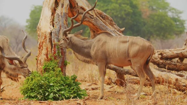 Two male greater kudu antelopes with large spiral horns graze on lush green foliage growing at the base of a weathered and broken tree trunk in the arid environment of the african savannah.