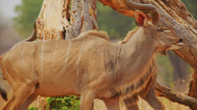 Two male greater kudu antelopes with large spiral horns graze on lush green foliage growing at the base of a weathered and broken tree trunk in the arid environment of the african savannah.