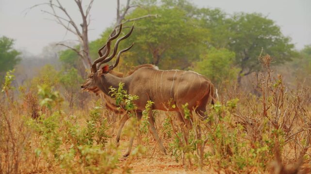 Two male greater kudu antelopes with large spiral horns graze on lush green foliage growing at the base of a weathered and broken tree trunk in the arid environment of the african savannah.