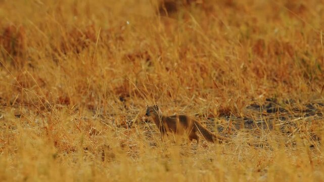 A small slender mongoose moves cautiously through the tall dry grass of the african plains. This predator uses its keen senses to find prey within the dense vegetation of the wild wilderness.