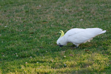 Greater sulphur-crested cockatoo Cacatua galerita galerita feeding in a meadow. Katoomba. New South Wales. Australia. © Víctor