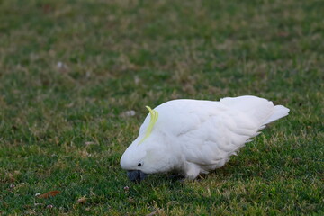 Greater sulphur-crested cockatoo Cacatua galerita galerita feeding in a meadow. Katoomba. New South Wales. Australia. © Víctor