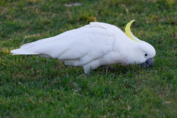 Greater sulphur-crested cockatoo Cacatua galerita galerita feeding in a meadow. Katoomba. New South Wales. Australia. © Víctor