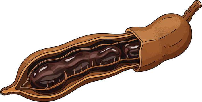 Tamarind pod is depicted open to show its dark edible pulp and fibrous.
