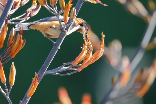 Male eastern spinebill Acanthorhynchus tenuirostris feeding on the nectar of a flower of flax Phormium sp. Katoomba. New South Wales. Australia.