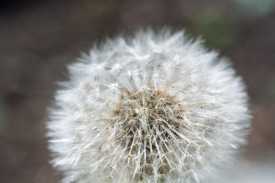 Macrophotographie d'un pissenlit en graines, d&eacute;tail de la structure duveteuse.