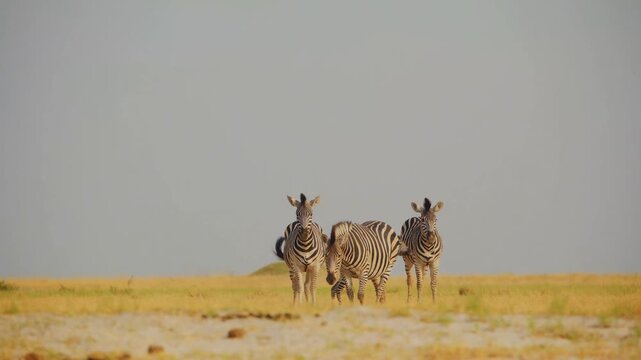 A family of zebras including a small foal grazes on the golden grass of the vast African savanna under a clear sky during a bright day in the wild.
