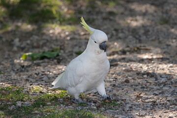 Greater sulphur-crested cockatoo Cacatua galerita galerita. Katoomba. New South Wales. Australia. © Víctor