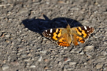 Australian painted lady Vanessa kershawi. Katoomba. New South Wales. Australia. © Víctor