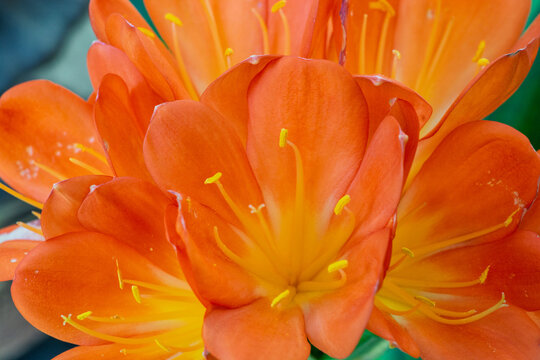 Macrophotographie de fleurs de Clivia orange avec gouttes de ros&eacute;e.