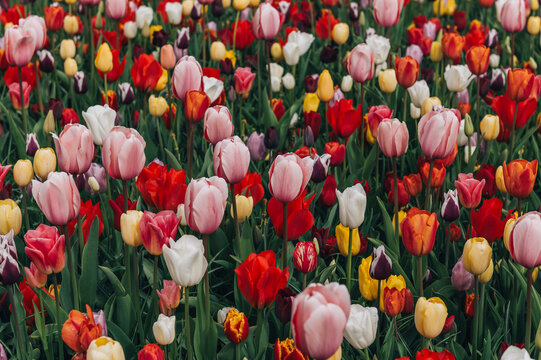 Colorful mix tulips in spring bloom. Field of multicolored tulips in full bloom, bright spring atmosphere. Vibrant floral background