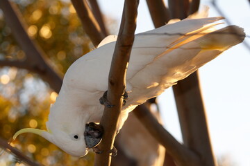 Greater sulphur-crested cockatoo Cacatua galerita galerita. Katoomba. Blue Mountains National Park. New South Wales. Australia. © Víctor