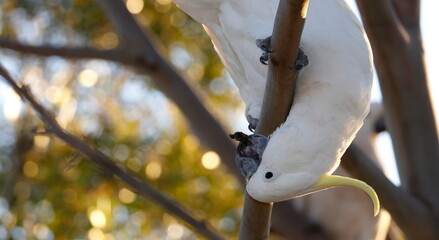 Greater sulphur-crested cockatoo Cacatua galerita galerita. Katoomba. Blue Mountains National Park. New South Wales. Australia. © Víctor