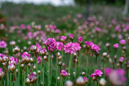 Fleurs sauvages roses d'Arm&eacute;rie maritime avec un bel effet de profondeur de champ.