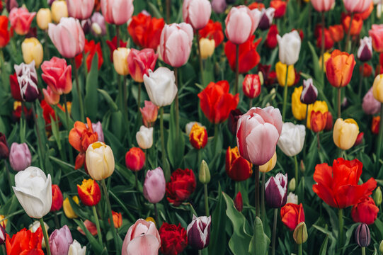 Colorful mix tulips in spring bloom. Field of multicolored tulips in full bloom, bright spring atmosphere. Vibrant floral background