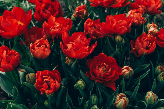 Close up of blooming flowerbeds of blossoming red tulips during spring. Public flower garden, Netherlands.