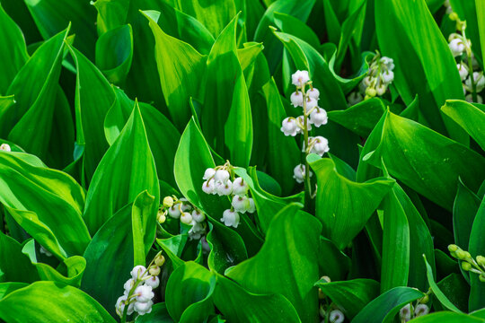 Brin de muguet en fleurs avec clochettes blanches au printemps.