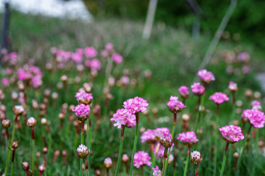 Fleurs sauvages roses d'Arm&eacute;rie maritime avec un bel effet de profondeur de champ.