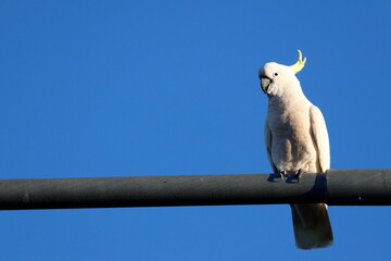 Greater sulphur-crested cockatoo Cacatua galerita galerita. Katoomba. New South Wales. Australia. © Víctor
