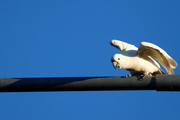 Greater sulphur-crested cockatoo Cacatua galerita galerita preparing to take flight. Katoomba. New South Wales. Australia. © Víctor