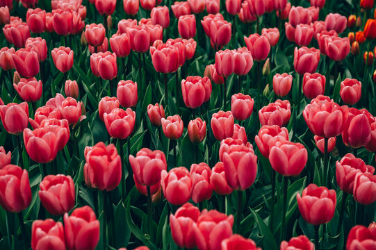 Close up of blooming flowerbeds of blossoming pink tulips during spring. Public flower garden, Netherlands.