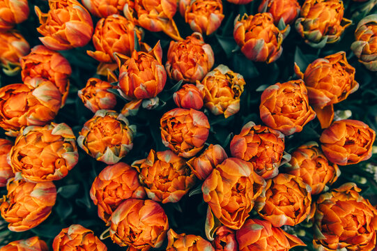 Close up of blooming flowerbeds of blossoming orange tulips during spring. Public flower garden, Netherlands.