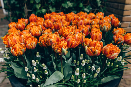 Close up of blooming flowerbeds of blossoming orange tulips during spring. Public flower garden, Netherlands.