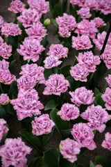 Close up of blooming flowerbeds of blossoming lilac tulips during spring. Public flower garden, Netherlands. © manuta