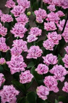 Close up of blooming flowerbeds of blossoming lilac tulips during spring. Public flower garden, Netherlands.