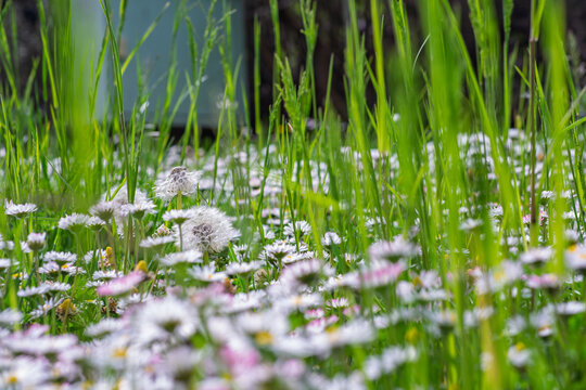 Vue &agrave; ras du sol d'un tapis de p&acirc;querettes (Bellis perennis) au printemps.