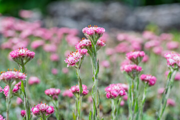 Obraz premium Détail botanique de fleurs roses d'antennaire, plante vivace de montagne.