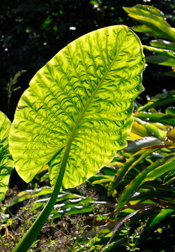 Leaf of giant taro Alocasia macrorrhizos. Sydney. New South Wales. Australia.