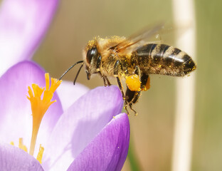Fototapeta premium Fliegende Biene im Anflug auf eine Krokusblüte