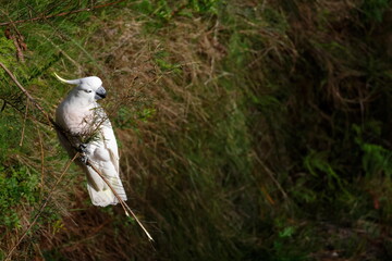 Greater sulphur-crested cockatoo Cacatua galerita galerita feeding. Blue Mountains National Park. New South Wales. Australia. © Víctor
