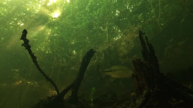 Underwater view of a largemouth bass Micropterus salmoides rising from the lake bottom toward its nest where fry are grouped, then diving back down to threaten an intruder approaching to prey.