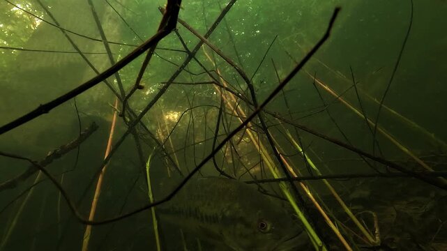 Low angle underwater view of a largemouth bass Micropterus salmoides swimming through submerged stems, with trees and sunlight visible through the surface in shallow lakeshore habitat.