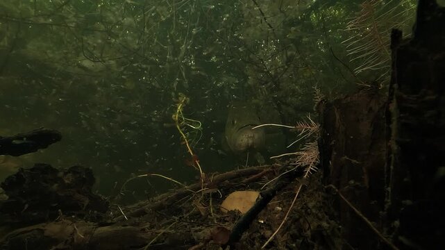 Underwater view of a largemouth bass Micropterus salmoides using a submerged tree stump as a nest, then approaching face camera for a close up showing its glossy body in shallow lakeshore habitat.