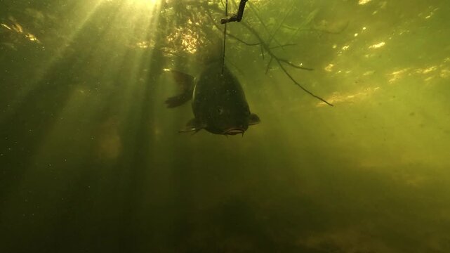 Underwater low angle view of a mirror carp Cyprinus carpio leaving surface branches and descending toward the lake bottom, with sunlight shining through the water in natural freshwater habitat